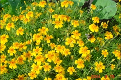 orangeriet-053