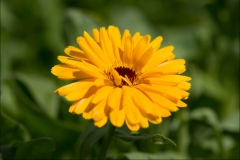 orangeriet-20140717-035