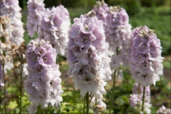 orangeriet-20140717-039