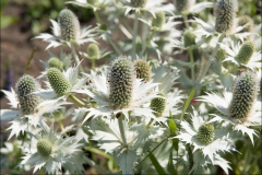 orangeriet-20140717-040
