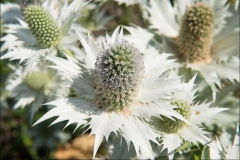 orangeriet-20140717-041