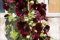 orangeriet-20140717-047