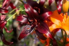 orangeriet-20140717-049