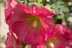 orangeriet-20140717-051