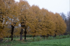 orangeriet-20181016-004