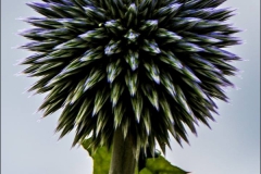 img_6796