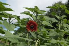 orangeriet-20180825-031