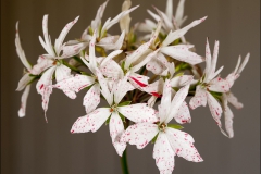 pelargoner-20120717-041