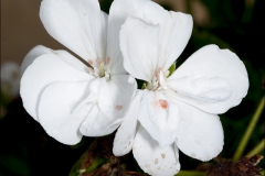 pelargoner-20120718-050