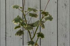 pelargoner-20150623-012