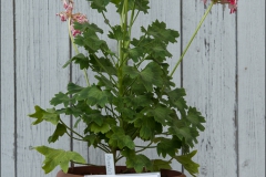 pelargoner-20150623-029