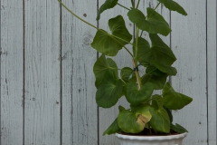 pelargoner-20150623-033