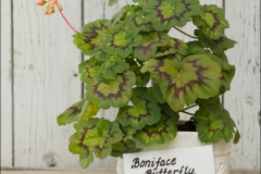 pelargoner-20150623-043