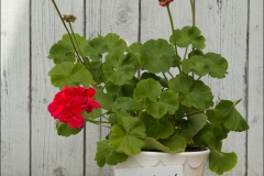 pelargoner-20150623-044