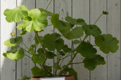 pelargoner-20150623-055