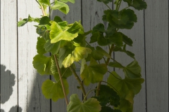 pelargoner-20150623-063