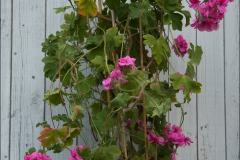 pelargoner-20150623-067