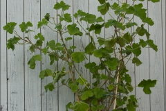 pelargoner-20150623-078