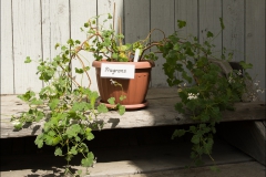 pelargoner-20150623-084