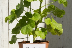 pelargoner-20150623-091