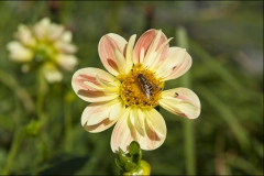 orangeriet-20120915-015