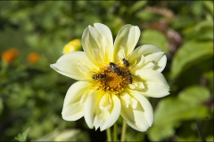 orangeriet-20120915-017