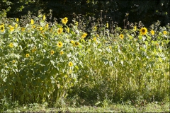 orangeriet-20120915-034